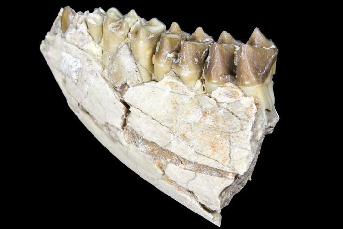 Oreodont (Merycoidodon) Jaw Section - South Dakota #128113